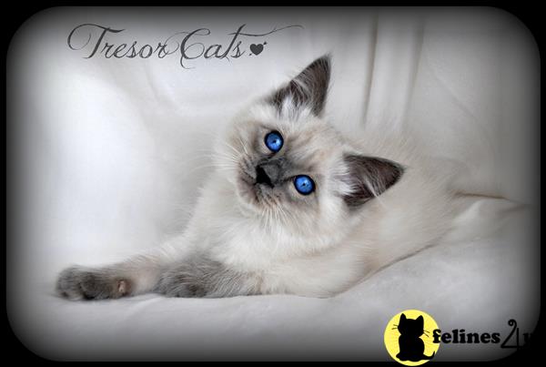 tresorcats Picture 1